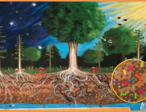 Carbon Cycle Mural Unveiled Off State Street in Downtown Madison